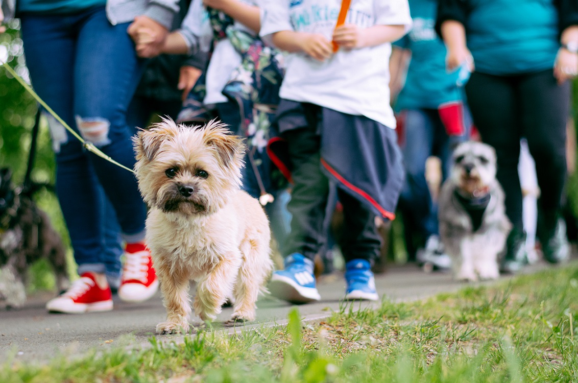 Walkies this way! Cardiffâ€™s biggest dog walk is back this MAY - Penarth View