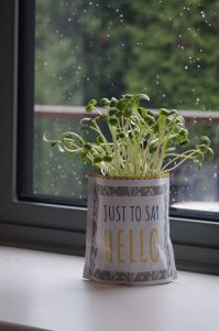 Shroot growing greetings on a window sill